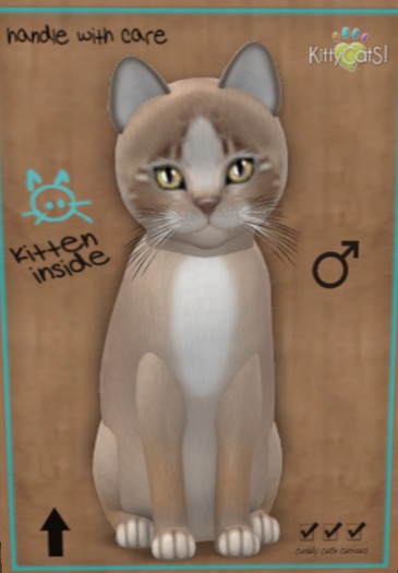 KittyCatS Box - New Born Kitten