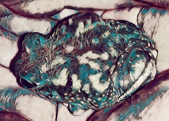 Lick Toad (Medium) By Nathaniel Jones