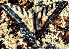 Golden Butterfly (S) By Nathaniel Jones