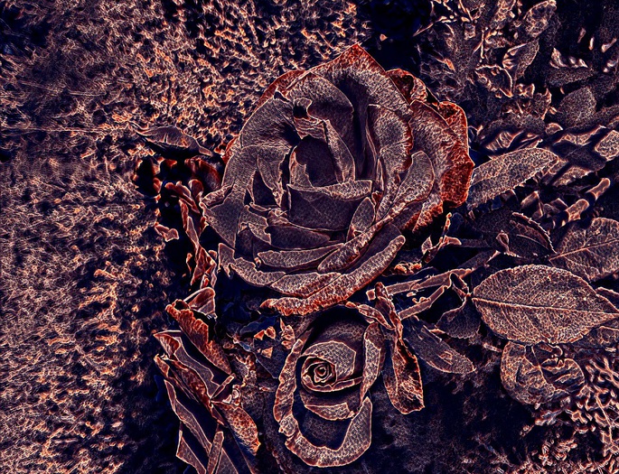 Blood Rose (Large) By Nathaniel Jones