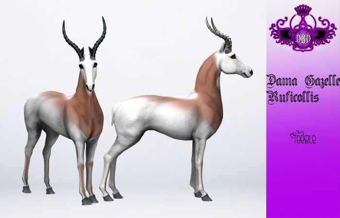 ^^*DBD*^^ TEEGLEPET EXOTICS DAMA RUFICOLLIS