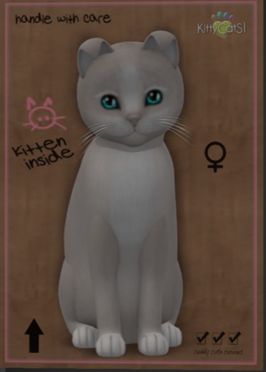 KittyCatS Box - New Born Kitten