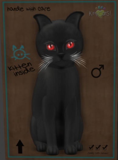 KittyCatS Box - New Born Kitten