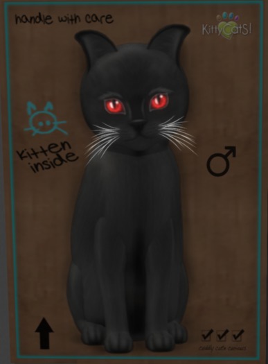 KittyCatS Box - New Born Kitten