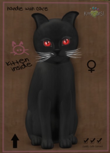 KittyCatS Box - New Born Kitten