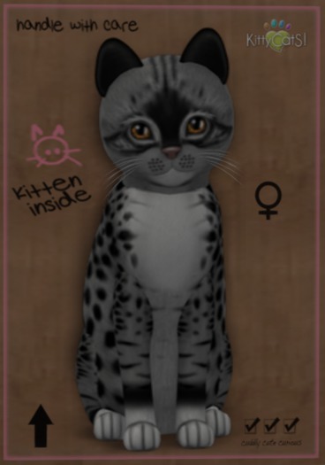 KittyCatS Box - New Born Kitten