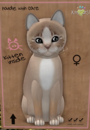 KittyCatS Box - New Born Kitten