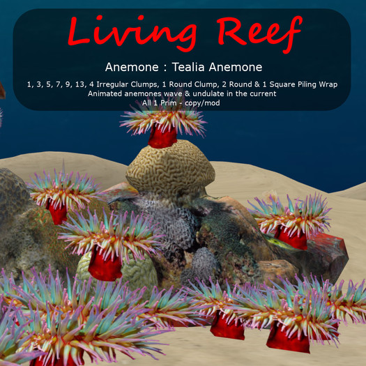 Inochi Reef - Tealia Anemone