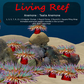 Inochi Reef - Tealia Anemone