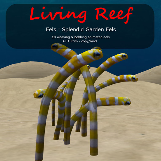 Inochi Reef - Splendid Garden Eels