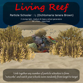 Inochi Reef - Particle Schooler L (Dichtomaria tenera Brown)