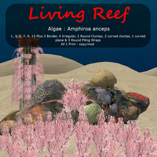 Inochi Reef : Algae "Amphiroa Anceps"