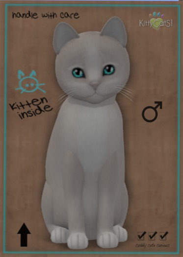 KittyCatS Box - New Born Kitten 8