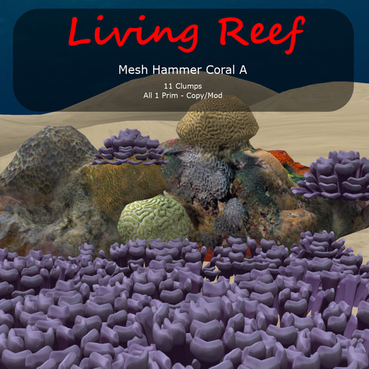Inochi Reef - Hammer Coral A
