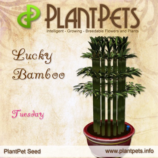 PlantPet Seed [Lucky Bamboo *Tuesday*]