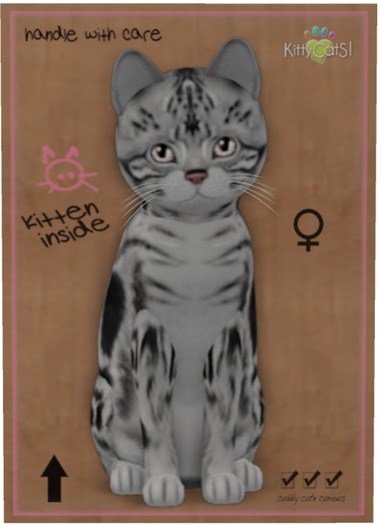 KittyCatS Box - American Shorthair - Silver Tabby