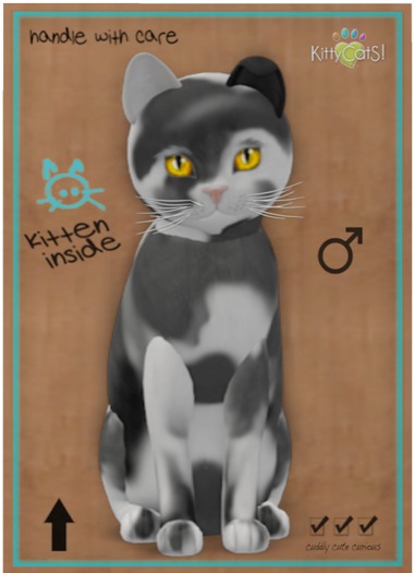 KittyCatS Box - Chateau Cat - Grey & White No. 2