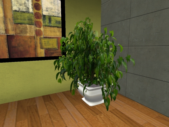 Arkad's Potted Waxleaf Privet Floor flexi plant 1