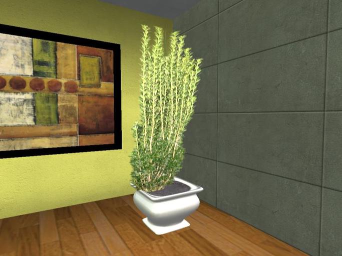 Arkad's Potted Sky Pencil Holly flexi plant