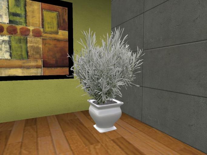 Arkad's Potted Silver Spike, Helichrysym flexi plant