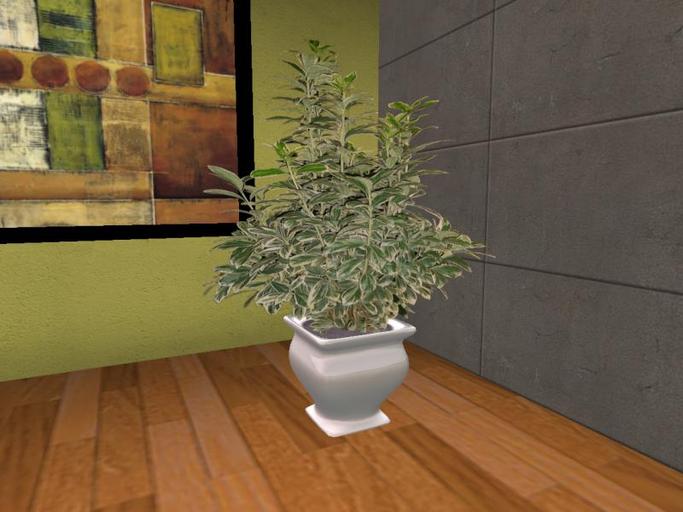 Arkad's Potted Silver King Euonymus flexi plant