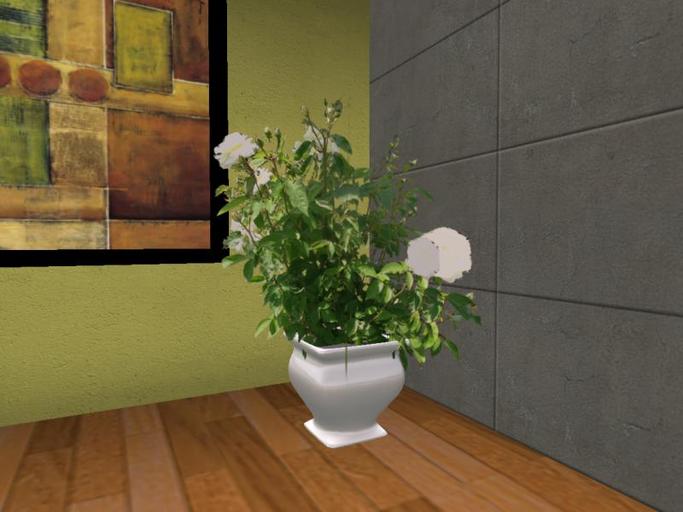 Arkad's Potted Port Orford Cedar flexi plant