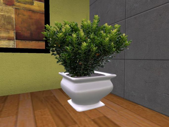 Arkad's Potted Dwarf Yeddo Hawthorn flexi plant