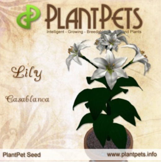 PlantPet Seed [Lily *Casablanca* Updated2019
