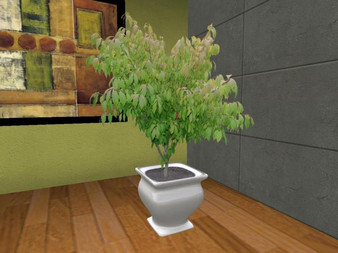 Arkad's 8 colors Potted Burning Bush flexi plant