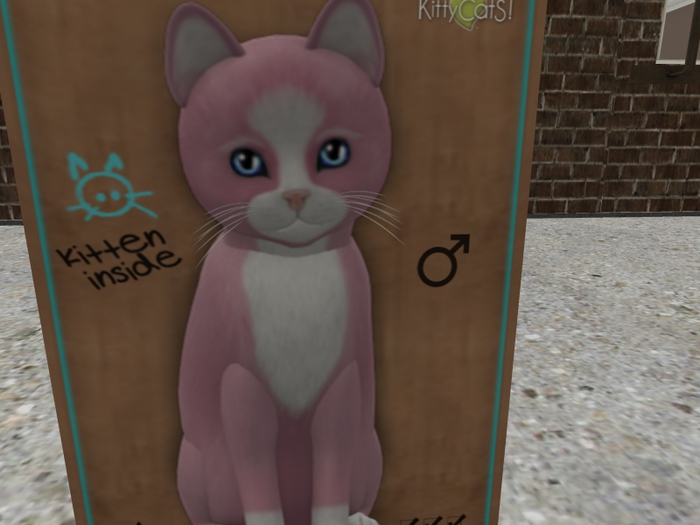 KittyCatS Box - New Born Kitten