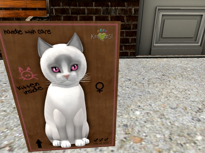 KittyCatS Box - New Born Kitten
