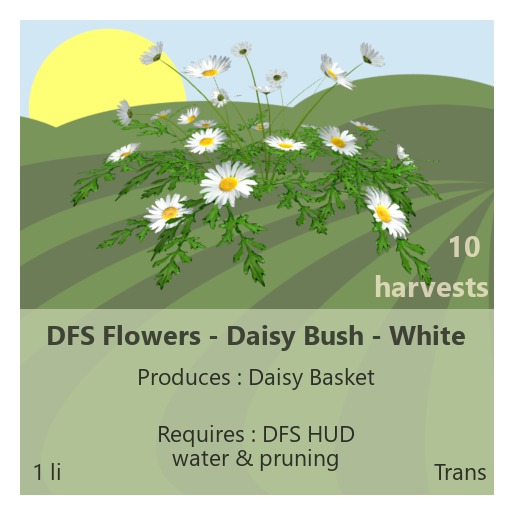 DFS Flowers - Daisy Bush White