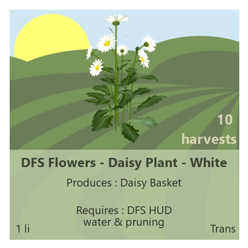 DFS Flowers - Daisy Plant White