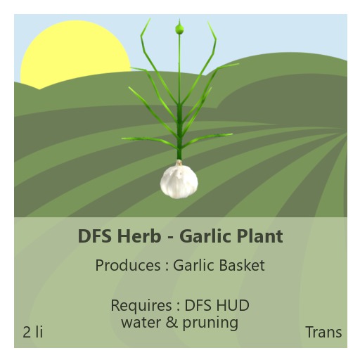 DFS Herb - Garlic Plant
