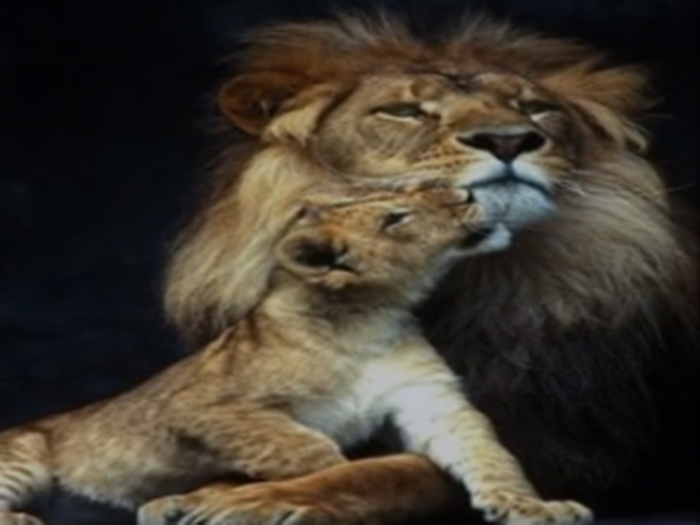 AdorableLion&Cub