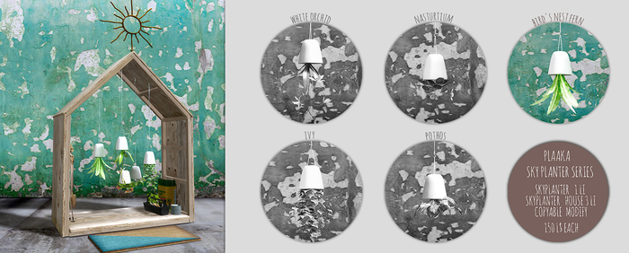 PLAAKA SKYPLANTER Bird'sNestFern