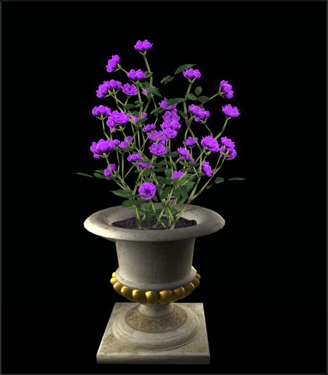 Rosebush in a tub. purple Rose Bush