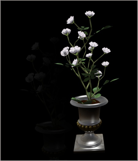 White Rosebush in a Tub