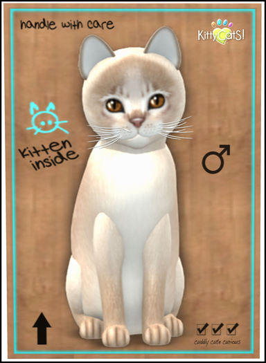 KittyCatS Box - Abyssinian - Lilac 4T M