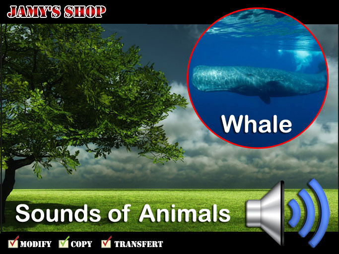 Sound - Whale CP