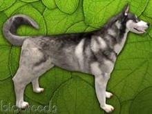 BioBreeds (BB) Dog FEMALE HUSKY Silver Coat (Boxed)