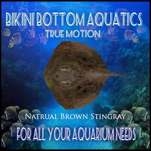 TM  Natrual Brown Ray SB
