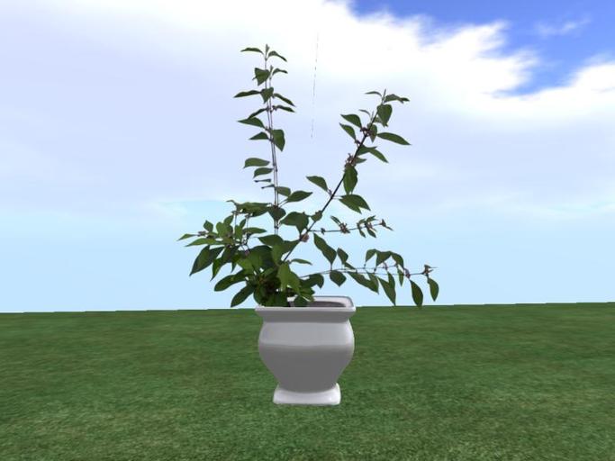 Arkad's 8 colors Potted Beautyberry flexi plant