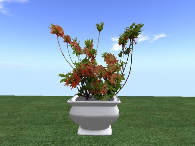 Arkad's 8 colors Potted Azalea Rhododendron Mandarin Lights flexi plant