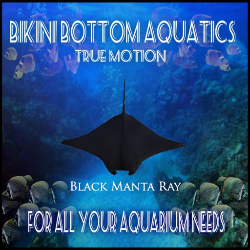 Black Manta Ray  Sb