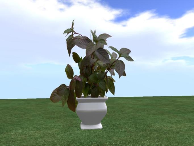 Arkad's 8 colors Potted  Joseph's Coat flexi plant
