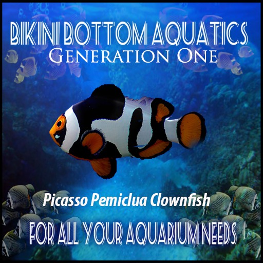 Picasso Pemiclua  Clownfish SB