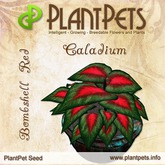PlantPet Seed [Caladium *Bombshell Red*]