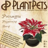 PlantPet Seed [Poinsettia *Peppermint Burst*]