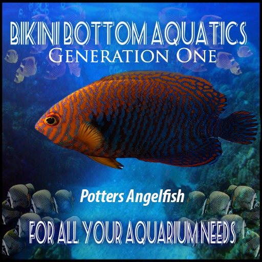 Potters Angelfish 